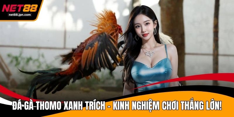 Đá Gà Thomo Xanh Trích